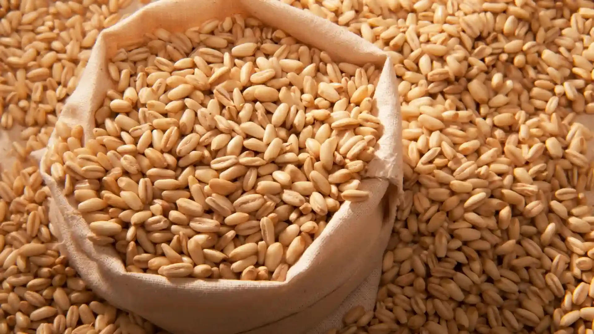 UAE bans new Indian wheat exports for 4 months