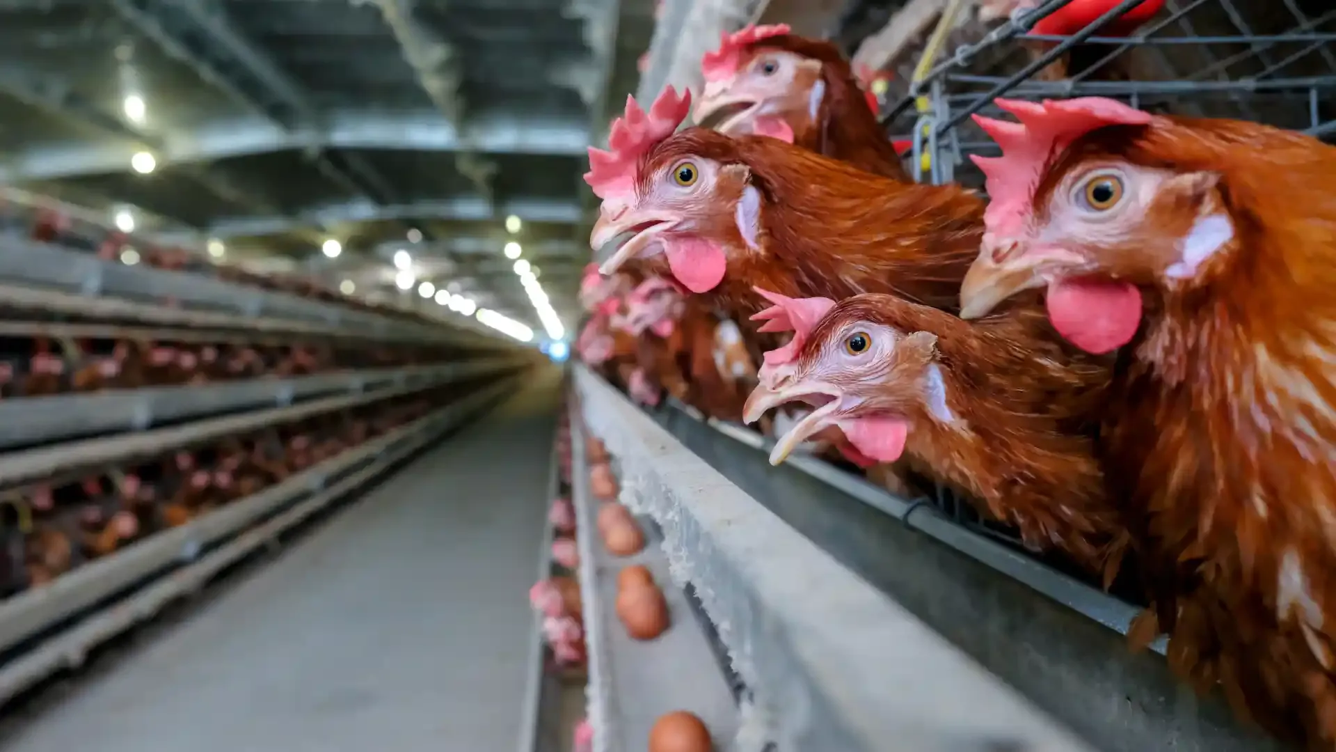 A decline in Nigeria’s Poultry Industry Affects Economy