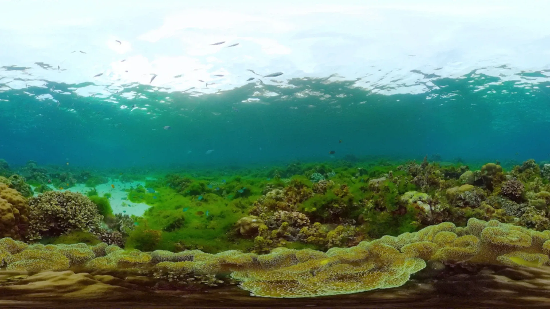COP31: Australia Could Push High-Seas Causes As Pacific Takes Centre Stage