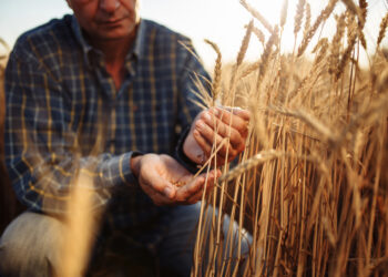 Russian Wheat Prices Drop to Keep a Lid on Country’s Rising Food Inflation