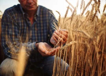 Russian Wheat Prices Drop to Keep a Lid on Country’s Rising Food Inflation