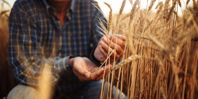 Russian Wheat Prices Drop to Keep a Lid on Country’s Rising Food Inflation
