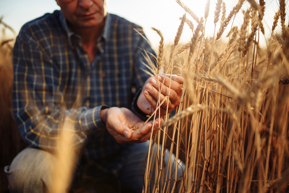 Russian Wheat Prices Drop to Keep a Lid on Country’s Rising Food Inflation