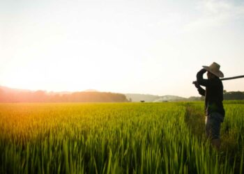 Israel’s agri-food technological intelligence boosts crop production in Southeast Asia