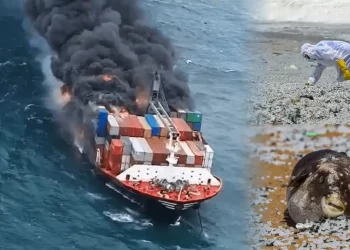 Nurdles: Sri Lanka’s worst maritime calamity came from the spilling of 87 containers full of nurdles