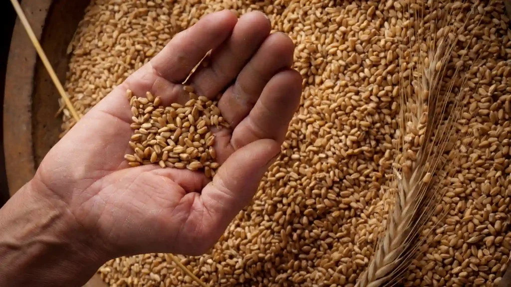 World’s No.2 producer of wheat, India, bans wheat exports in new move