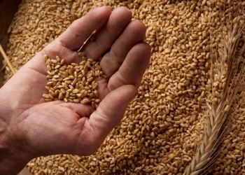 World’s No.2 producer of wheat, India, bans wheat exports in new move