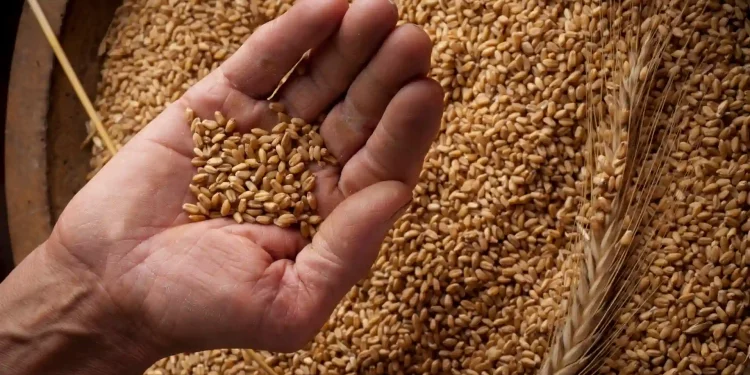 World’s No.2 producer of wheat, India, bans wheat exports in new move
