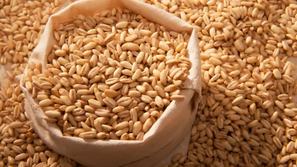 UAE bans new Indian wheat exports for 4 months