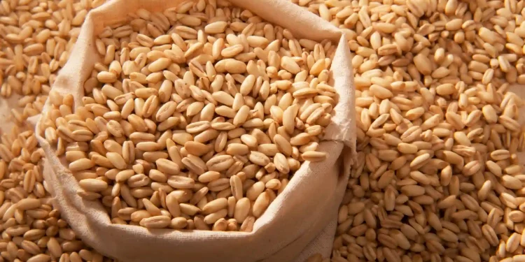 UAE bans new Indian wheat exports for 4 months