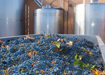 Brazilian Winemakers Aiming to Raise a Toast to More Global Sales