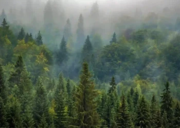 CYNK Africa’s first emissions reduction platform to begin trading