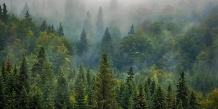 CYNK Africa’s first emissions reduction platform to begin trading