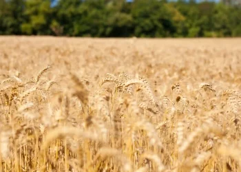 CSIRO announces $90m investment to expedite toward a low emissions economy