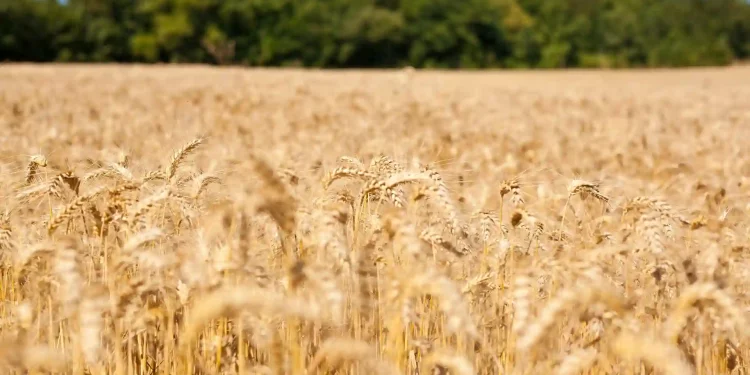 CSIRO announces $90m investment to expedite toward a low emissions economy