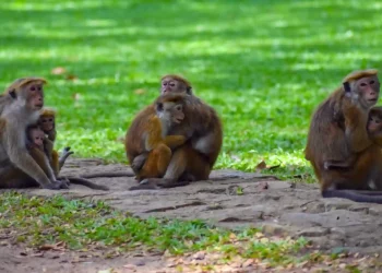 China Stands To Gain From The Monkey Menace In Sri Lanka