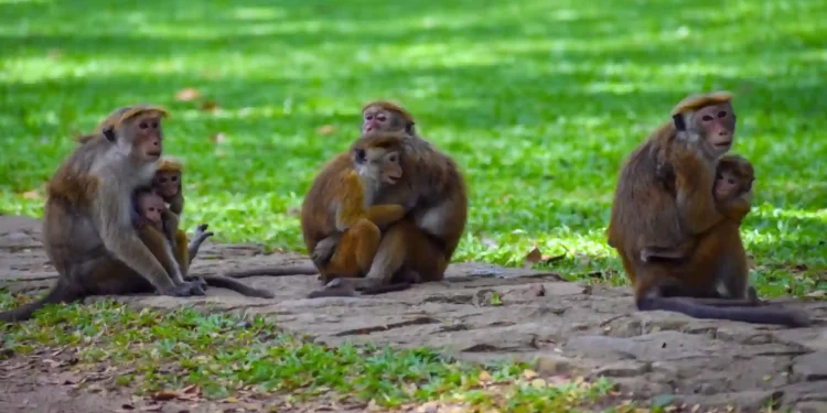 China Stands To Gain From The Monkey Menace In Sri Lanka