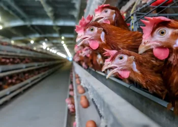 Decline In Nigeria’s Poultry Industry Affects Economy