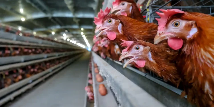 Decline In Nigeria’s Poultry Industry Affects Economy