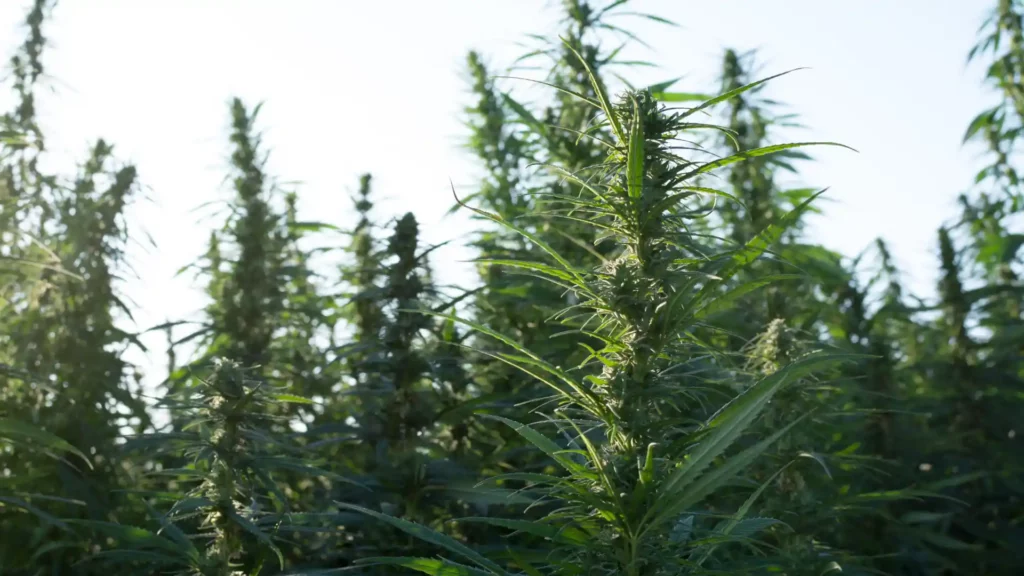 From Cash Crops to Cannabis Pakistan’s Economic Shift