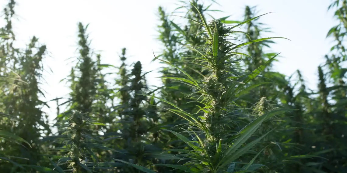 From Cash Crops to Cannabis Pakistan’s Economic Shift