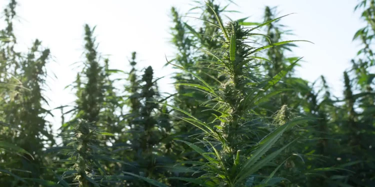From Cash Crops to Cannabis Pakistan’s Economic Shift