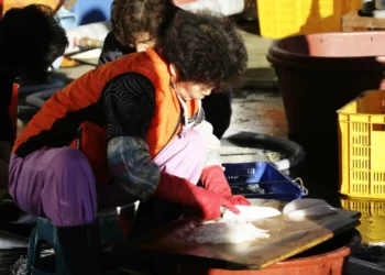 Women of the Sea Japan’s Female Fishers Step-Up to Save Drowning Industry