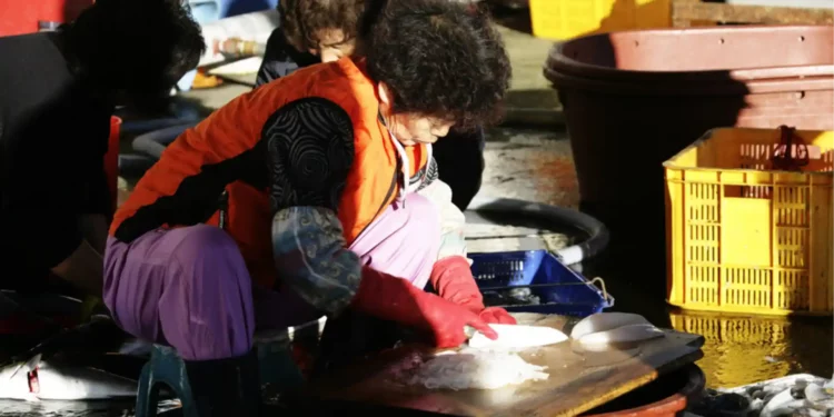 Women of the Sea Japan’s Female Fishers Step-Up to Save Drowning Industry