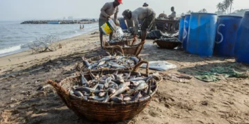 Nigerian Coastal Community Loses Livelihood And Homes Due to Rising Sea